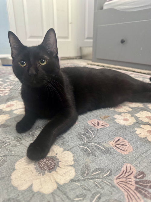 String Bean, an adoptable Domestic Short Hair in Jacksonville, FL