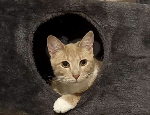 Pavlo =^.^=, an adoptable Domestic Short Hair in Jacksonville, FL
