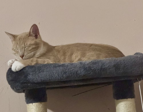 Photo 3 of Pavlo =^.^=