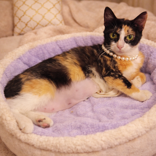 Penny =^.^=, an adoptable Domestic Short Hair in Jacksonville, FL