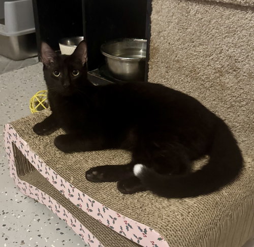 Jellybean, an adoptable Domestic Short Hair in Jacksonville, FL
