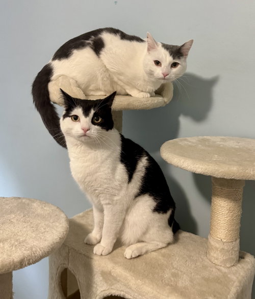 Pocket & Posey, an adoptable Domestic Short Hair in Jacksonville, FL