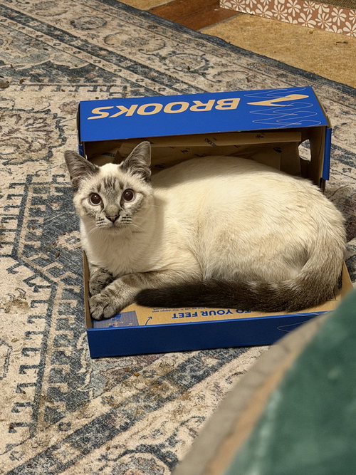 Meeps =^.^=, an adoptable Siamese in Jacksonville, FL
