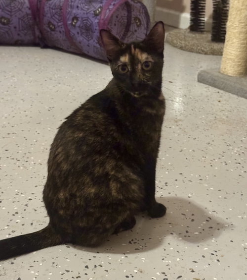 Sadie =^.^=, an adoptable Domestic Short Hair in Jacksonville, FL