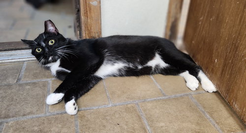 Axel, an adoptable Domestic Short Hair in Jacksonville, FL