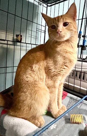 Cheeto =^.^=, an adoptable Domestic Short Hair in Jacksonville, FL