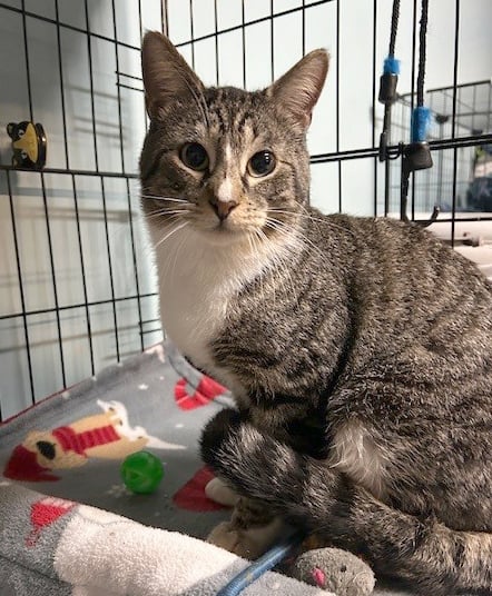 Nacho =^.^=, an adoptable Domestic Short Hair in Jacksonville, FL