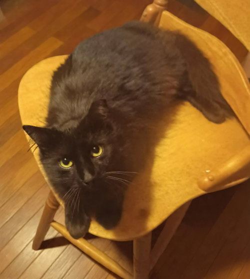 Java, an adoptable Domestic Short Hair in Jacksonville, FL