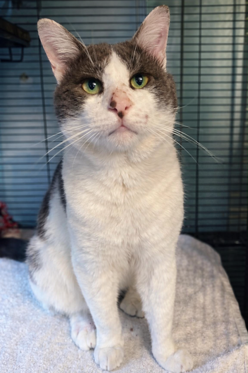 Handsome Beast, an adoptable Domestic Short Hair in Jacksonville, FL