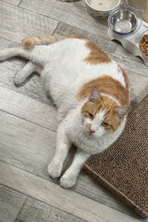 Butterball, an adoptable Domestic Short Hair in Jacksonville, FL