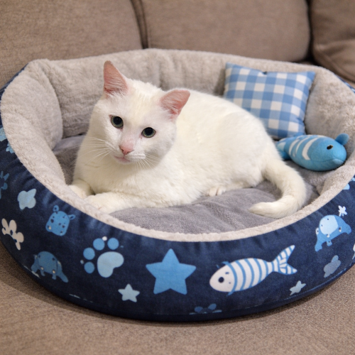 Olaf =^.^=, Young Domestic Short Hair / Mixed, cat for adoption in Jacksonville, Florida