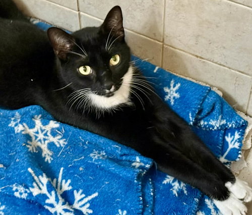 Milo =^.^=, Adult Domestic Short Hair / Mixed (short coat), cat for adoption in Jacksonville, Florida