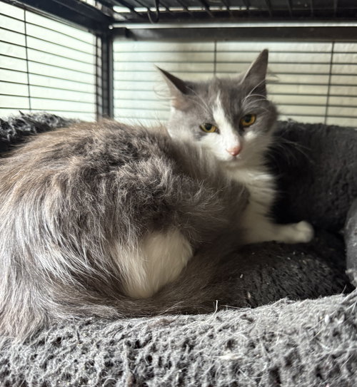 Lucy =^.^=, an adoptable Domestic Medium Hair in Jacksonville, FL