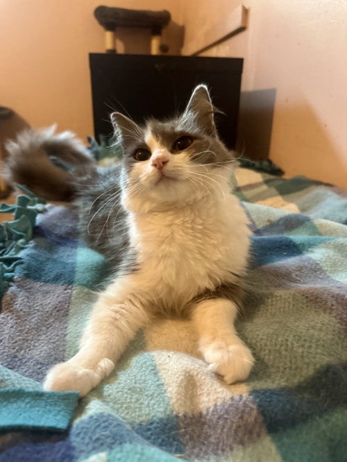 Lucy =^.^=, Young Domestic Medium Hair / Mixed (medium coat), cat for adoption in Jacksonville, Florida
