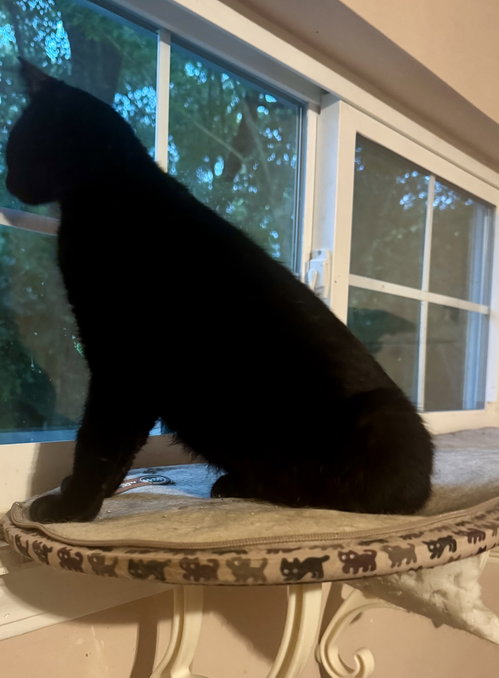 Silver =^.^=, an adoptable Domestic Short Hair in Jacksonville, FL