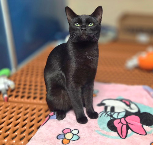 Miko=^.^=, an adoptable Domestic Short Hair in Jacksonville, FL
