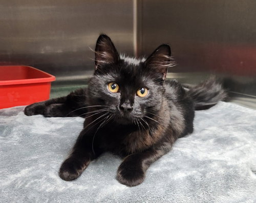 Nico =^.^=, an adoptable Domestic Medium Hair in Jacksonville, FL