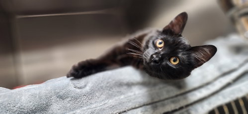 Photo 2 of Nico =^.^=