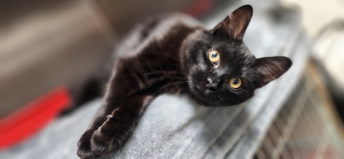 Photo 3 of Nico =^.^=