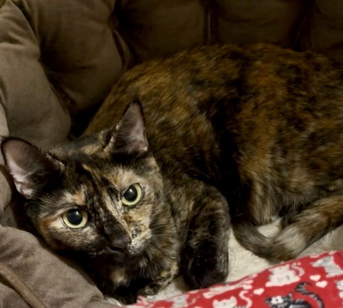 Sorcha, an adoptable Domestic Short Hair in Jacksonville, FL