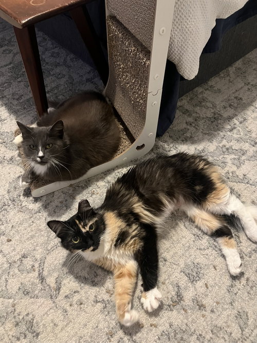 Cookie & Crumb, an adoptable Domestic Medium Hair in Jacksonville, FL