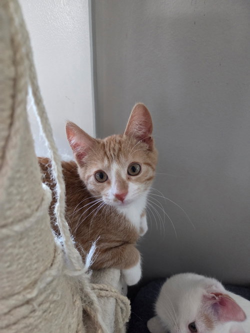 Peanut =^.^=