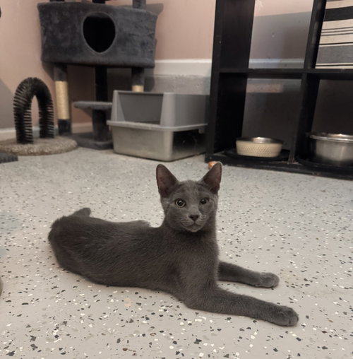Odin =^.^=