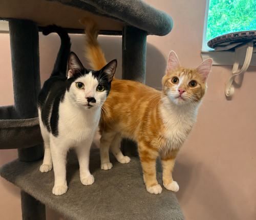 Mr. Mustachio & Max