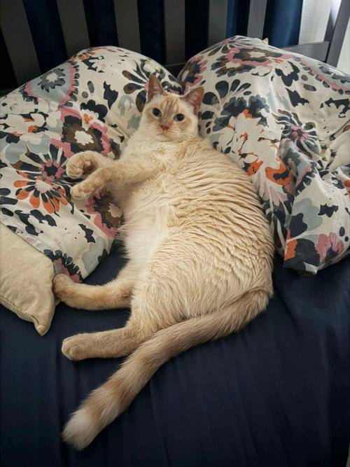 Delaney =^.^=