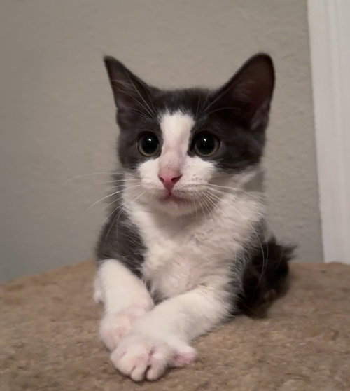 Gravy =^.^=