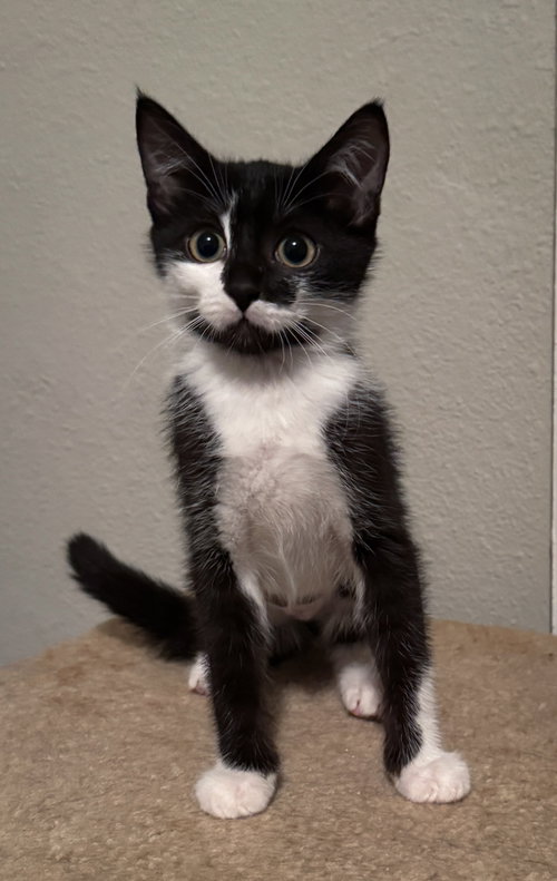 Gnocchi =^.^=