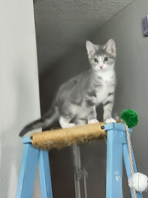 Mondo =^.^=