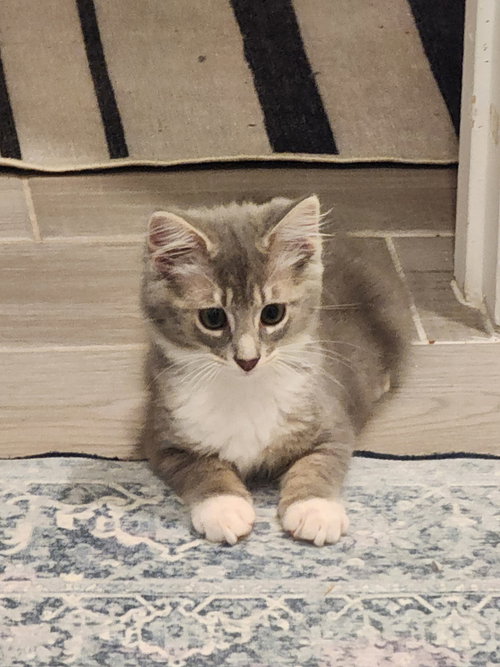 Moose =^.^=
