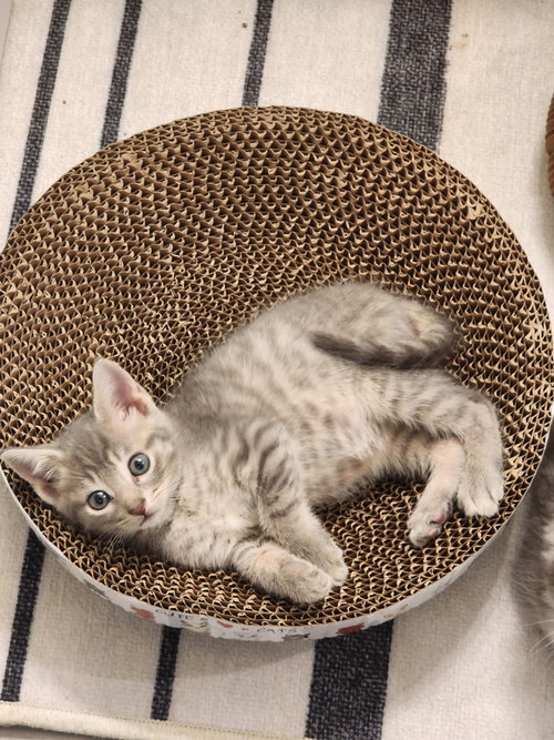 Miso =^.^=