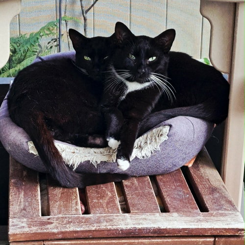 Zip & Zulu photo 2