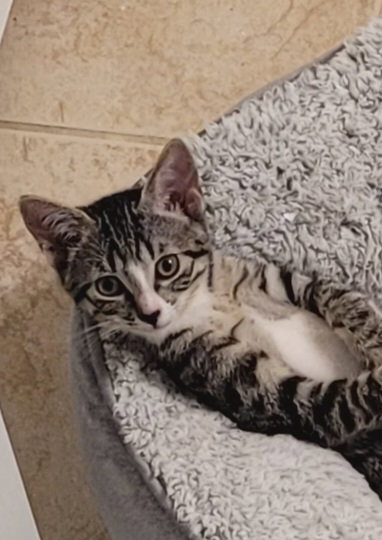 Sterling, an adoptable Domestic Medium Hair in Jacksonville, FL