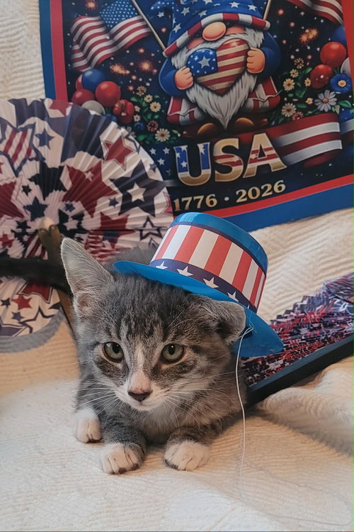 Stormie =^.^=, an adoptable Domestic Short Hair in Jacksonville, FL