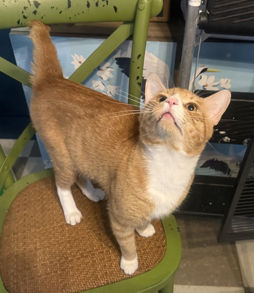 Dwight, an adoptable Domestic Short Hair in Jacksonville, FL