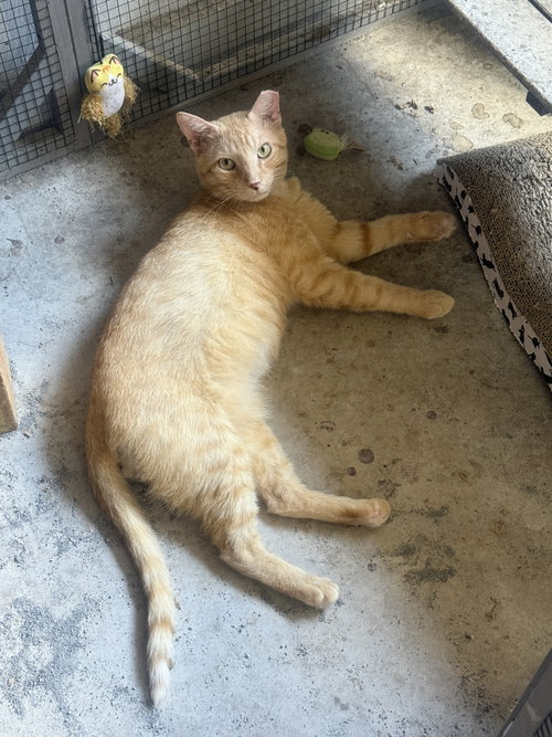 Frisk, an adoptable Domestic Short Hair in Jacksonville, FL