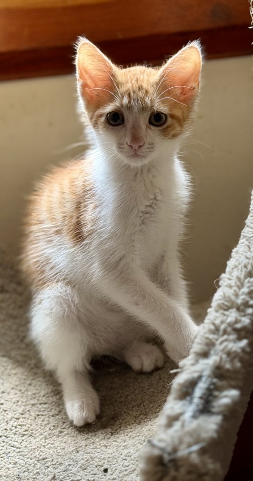Warren =^.^=, an adoptable Domestic Short Hair in Jacksonville, FL
