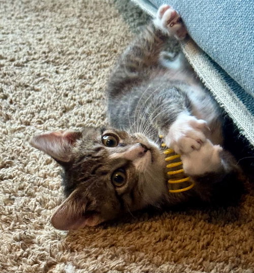 Jermey =^.^= photo 2