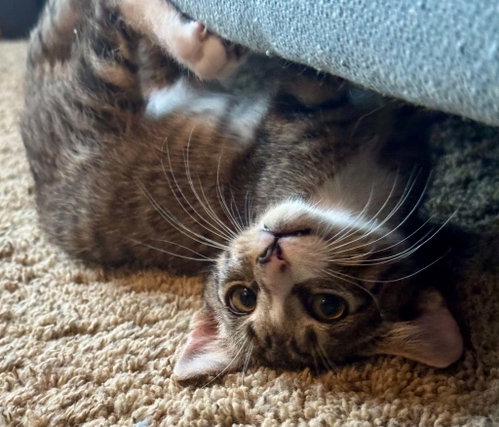 Jermey =^.^= photo 3
