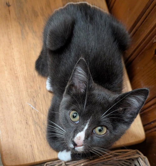 Oakley =^.^=