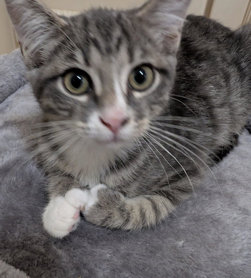 Oscar =^.^=