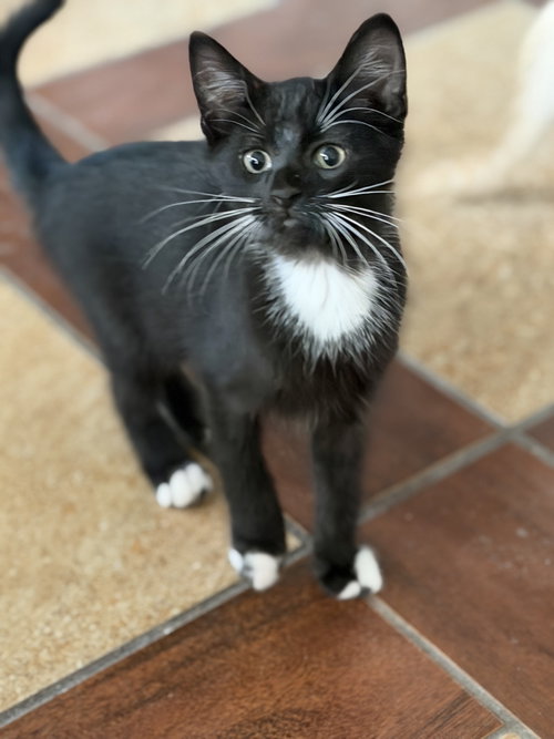 Waverly =^.^=