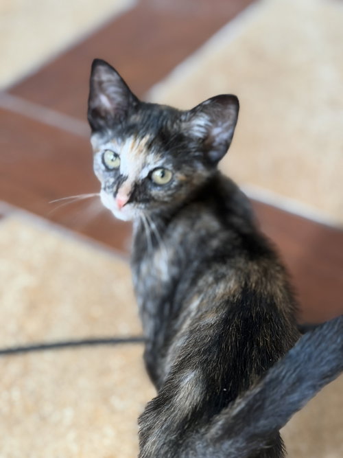 Willow =^.^= photo 2
