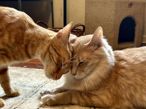 Sly & Freddy, a cat for adoption from Springfield Kitty Cat Shack Rescue