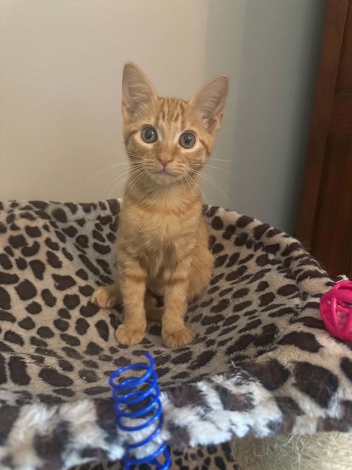 Punkin =^.^=