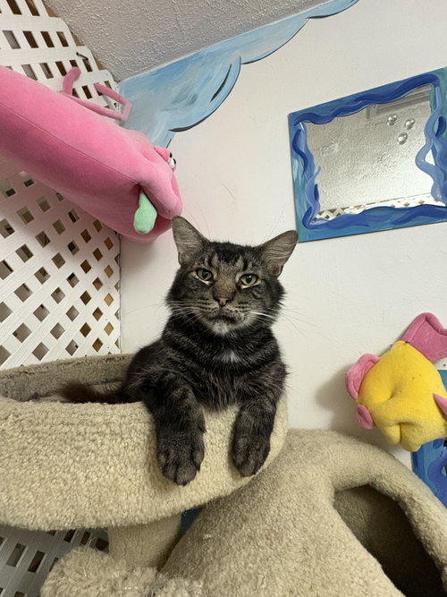 Garth, a cat for adoption from Springfield Kitty Cat Shack Rescue