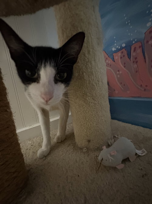 Greta, a cat for adoption from Springfield Kitty Cat Shack Rescue